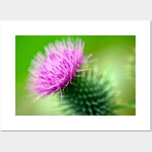 Thistle Posters and Art